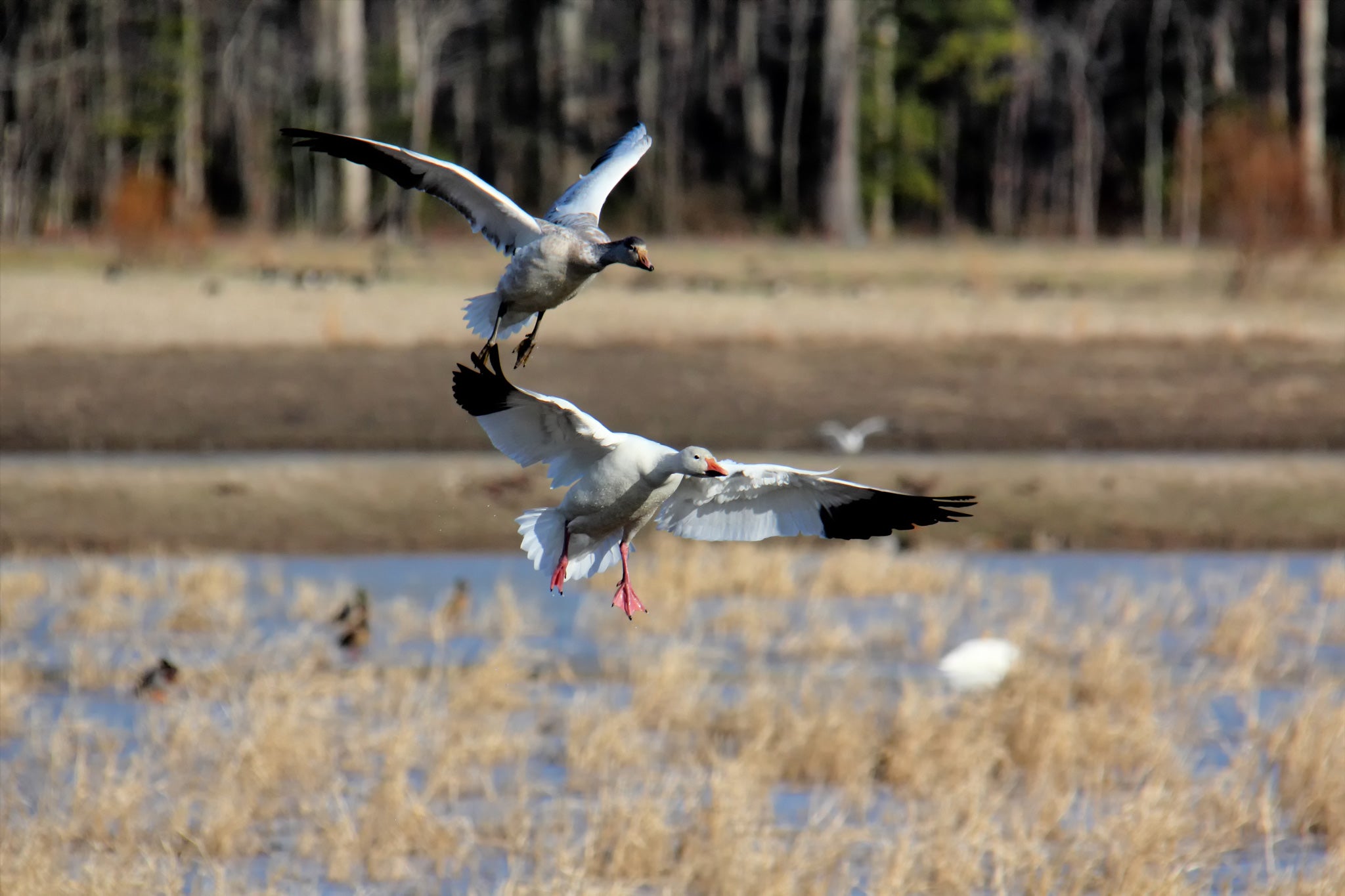 Two snow geese flying over a water body with trees in the background