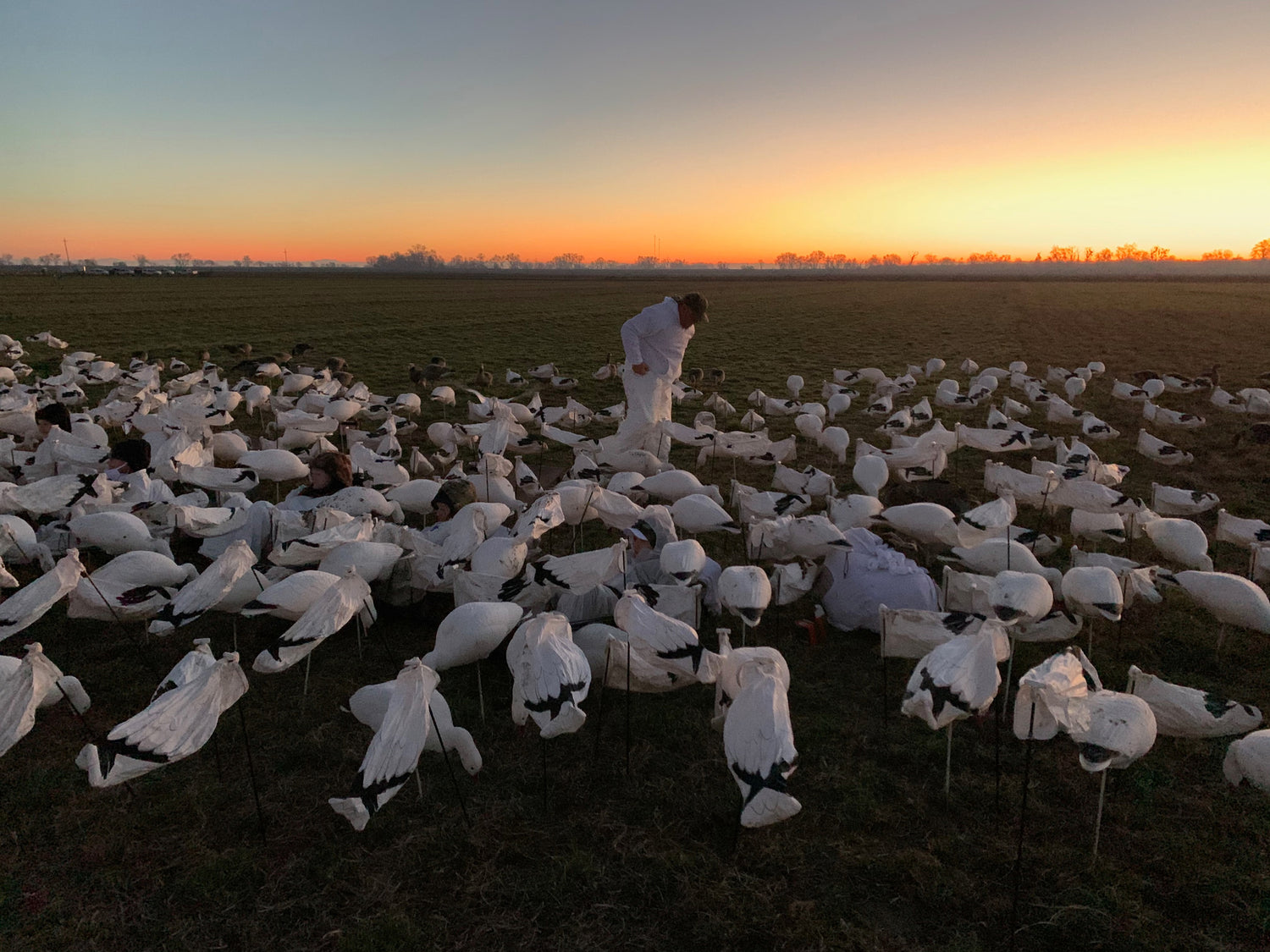 Standing among a large group of snow goose decoys on a field at sunset with youth readying for hunt